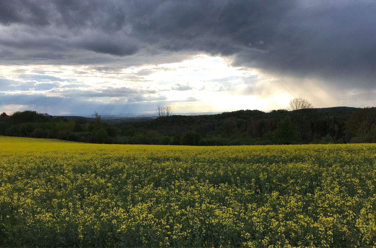 Kleine Abendrunde über Hof Zwiefalten 14.5.2021