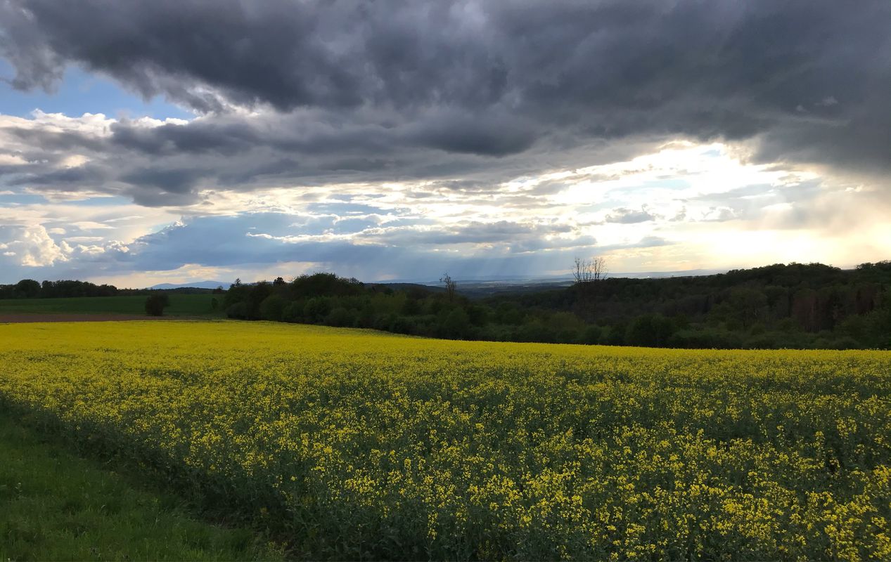 Kleine Abendrunde über Hof Zwiefalten 14.5.2021