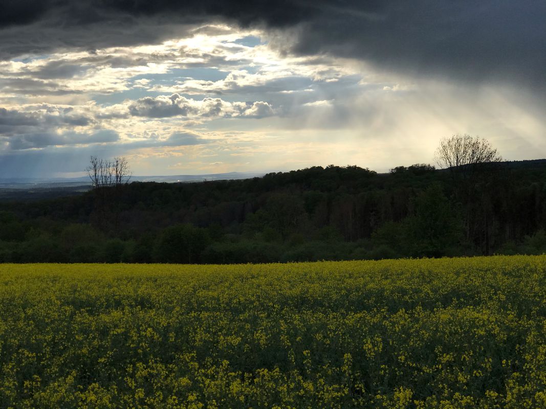 Kleine Abendrunde über Hof Zwiefalten 14.5.2021