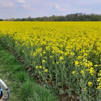 KR Bockum - Gellep - Nierst - Bockum