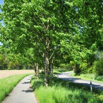 Photo 7 of the Bikemap route "Schwerin-Rundtour: Die 8 vom Siebendörfer Moor mit Todtenweg 🚴🏼"