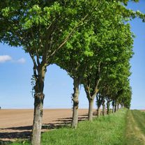 Photo 8 of the Bikemap route "Schwerin-Rundtour: Die 8 vom Siebendörfer Moor mit Todtenweg 🚴🏼"