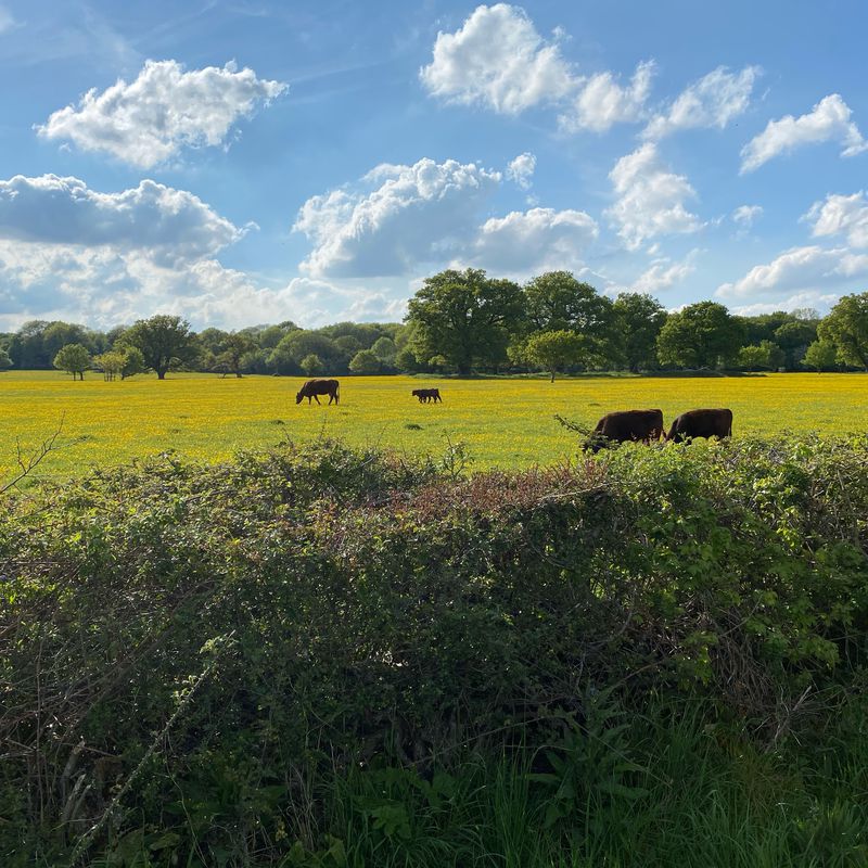 Bishop’s Stortford - Chelmsford Loop
