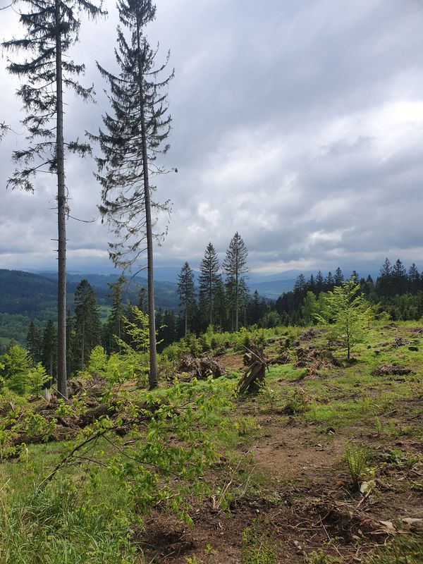 Powstańców Wielkopolskich 20, Lądek-Zdrój do Powstańców Wielkopolskich 20, Lądek-Zdrój