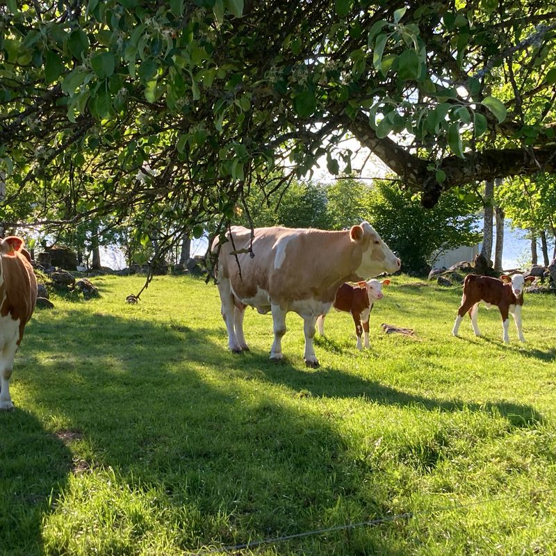 Norraryds camping - Farabol - Granö asphalt, gravel