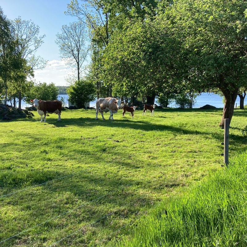 Norraryds camping - Farabol - Granö asphalt, gravel