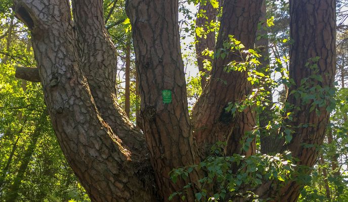 Photo 1 of the Bikemap route "Głębokie / Nowiniec 8️⃣3️⃣🚴🏻‍♂️☀️💨"
