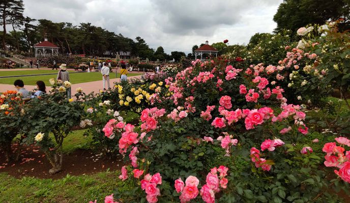 Photo 1 of the Bikemap route "210522 敷島公園バラ園"