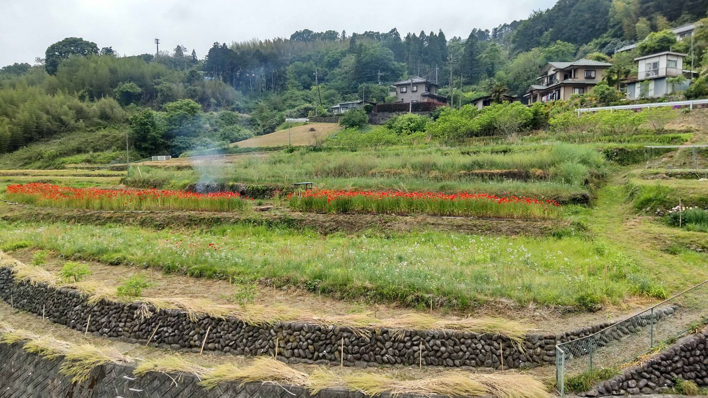 210515 小川寄居里山ポタ