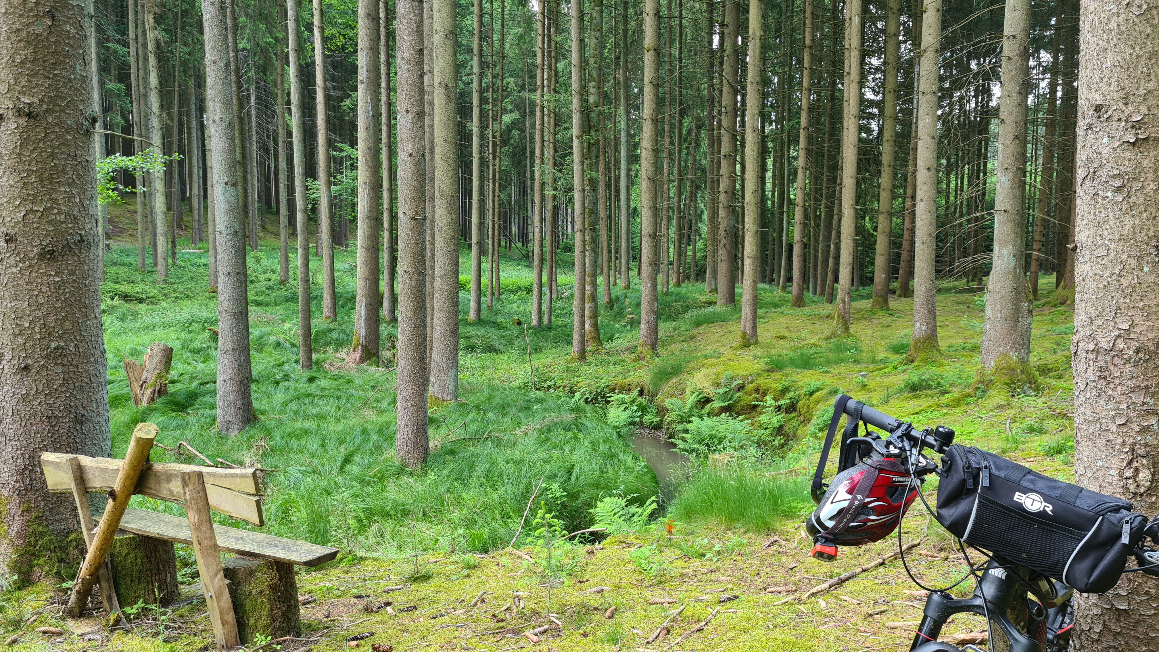 Buschtour, quer durch den Wald