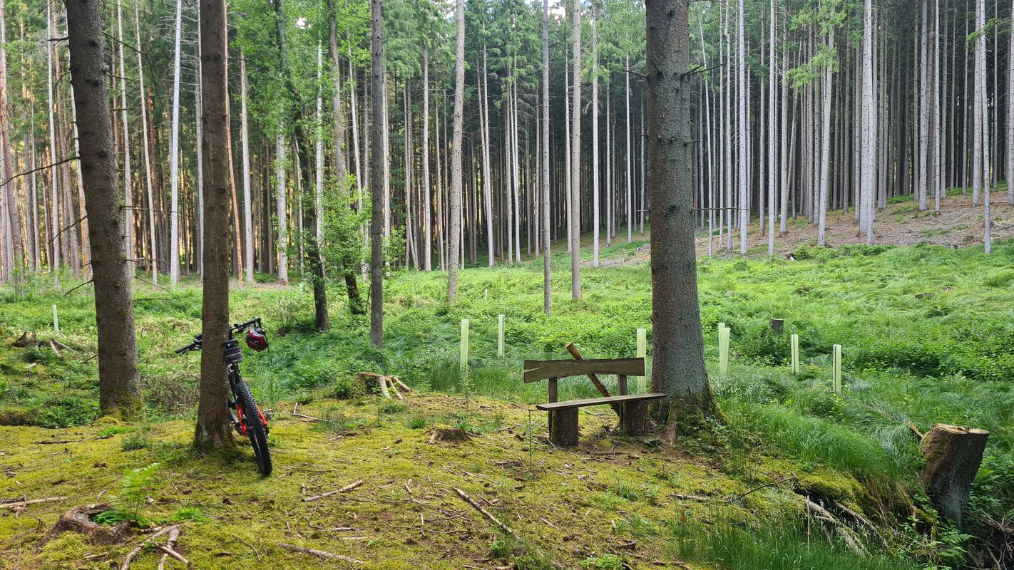 Buschtour, quer durch den Wald