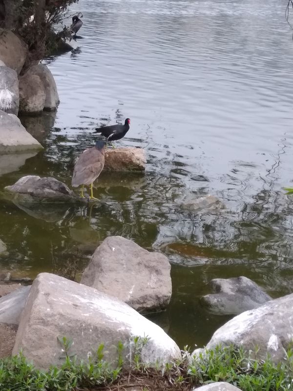 De Laguna grande a Garcilaso