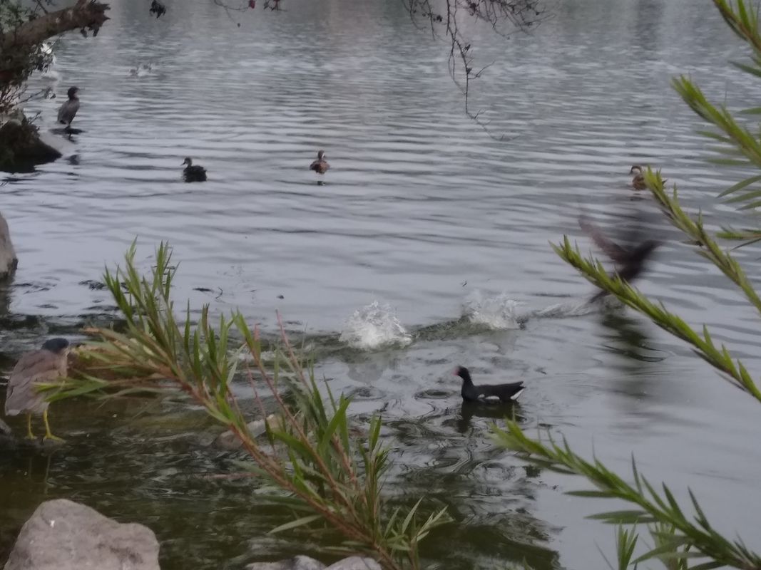 De Laguna grande a Garcilaso