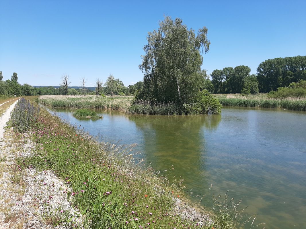 Meitingen-Donau/Lech-Rain-Meitingen