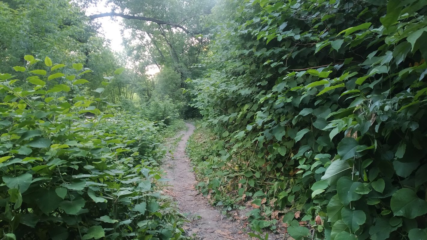 По берегам реки Сетунь + пруд на Довженко