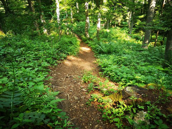 Photo 3: MTBajker