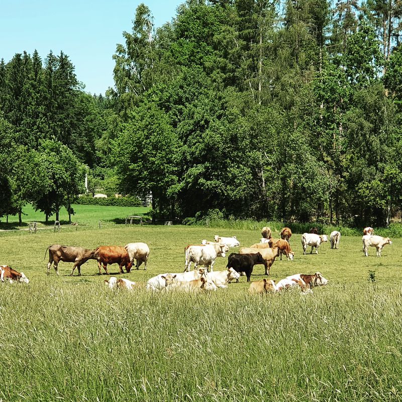Světlá nad Sázavou - Lipnice nad Sázavou - Želiv - Světlá nad Sázavou