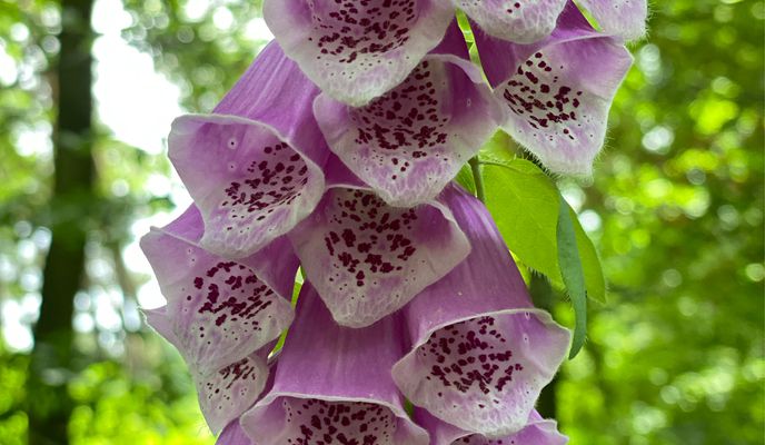 Photo 1 de l’itinéraire Bikemap « Rundtour Wixhausen »