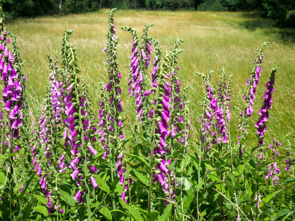 Klein-Reken - Heiden