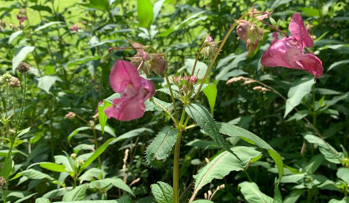 Zdjęcie 2 trasy Bikemap „Möhringen - Schaichtal über Holzgerlingen, 7 Mühlen-Tal, 52km 490hm”