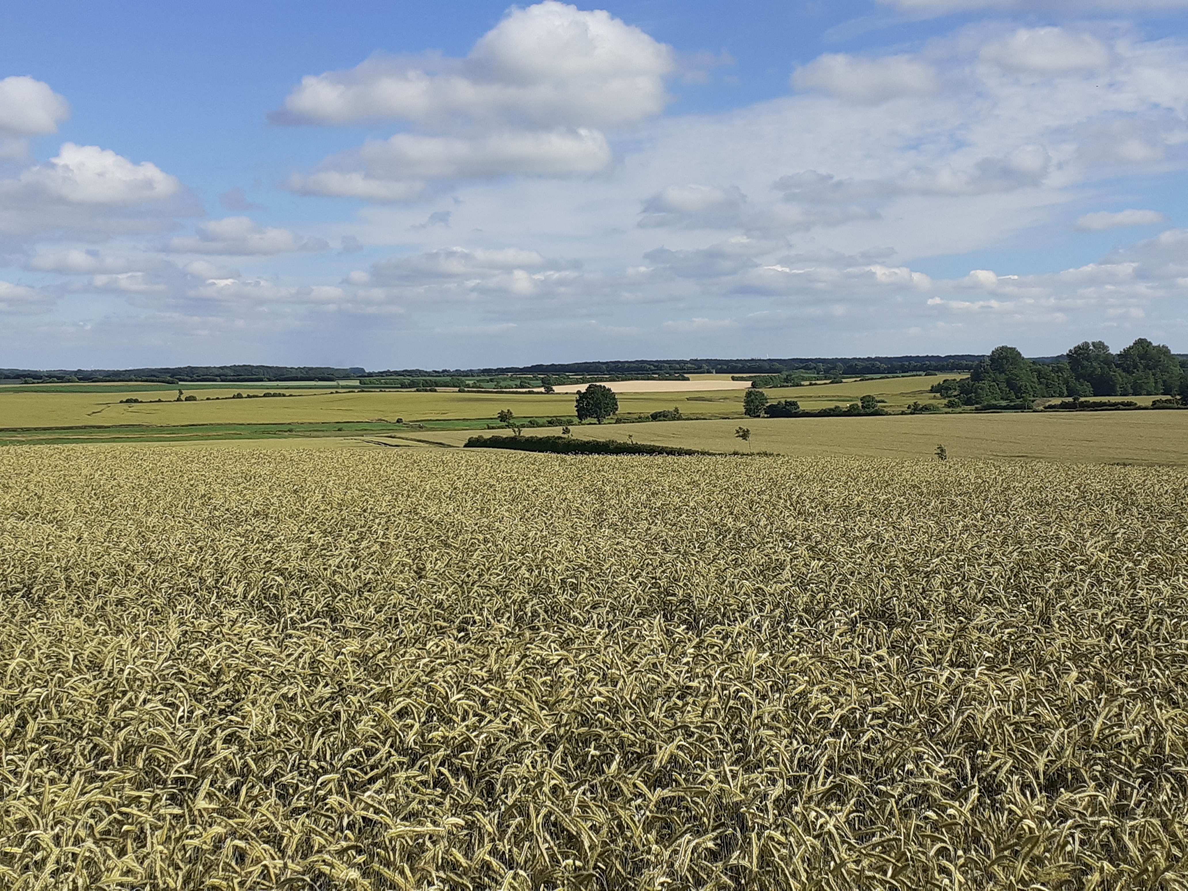 Highlight 2 along the Bikemap route "Eidertal und Dosenmoor"