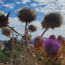 Oak Knoll Road 12223, Poway to Oak Knoll Road 12223, Poway