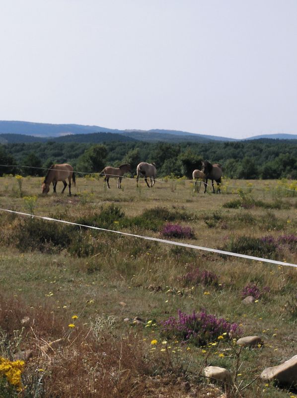 Inmunización 2.1 - Viajando al Paleolítico.