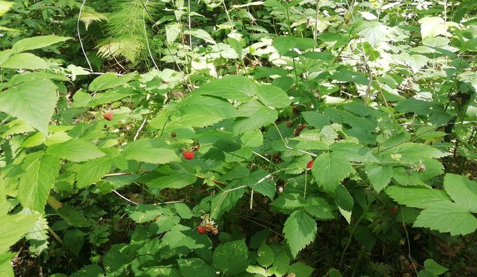 Photo 2 of the Bikemap route "От Новгородцевой улица 5А, Екатеринбург до Магазин, Екатеринбург" Photo 2 of the Bikemap route "От Новгородцевой улица 5А, Екатеринбург до Магазин, Екатеринбург"