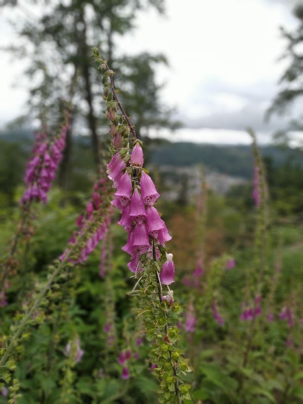 Waldfrieden (🦊 Farm)