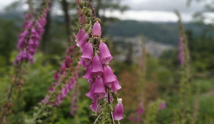 Photo 1 de l’itinéraire Bikemap « Waldfrieden (🦊 Farm) »