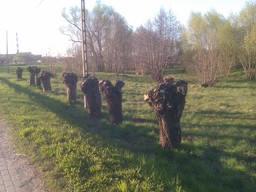 Highlight 9 along the Bikemap route "Kalisz-Zydow-Kalisz nad Prosna GPS"