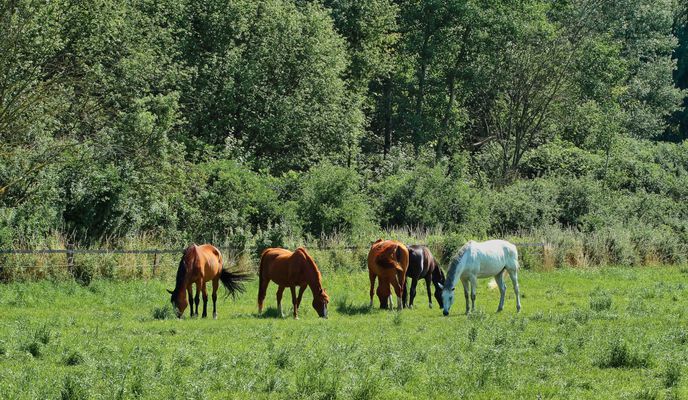 Foto 2 der Bikemap-Route "Südsee mit Okerauen"