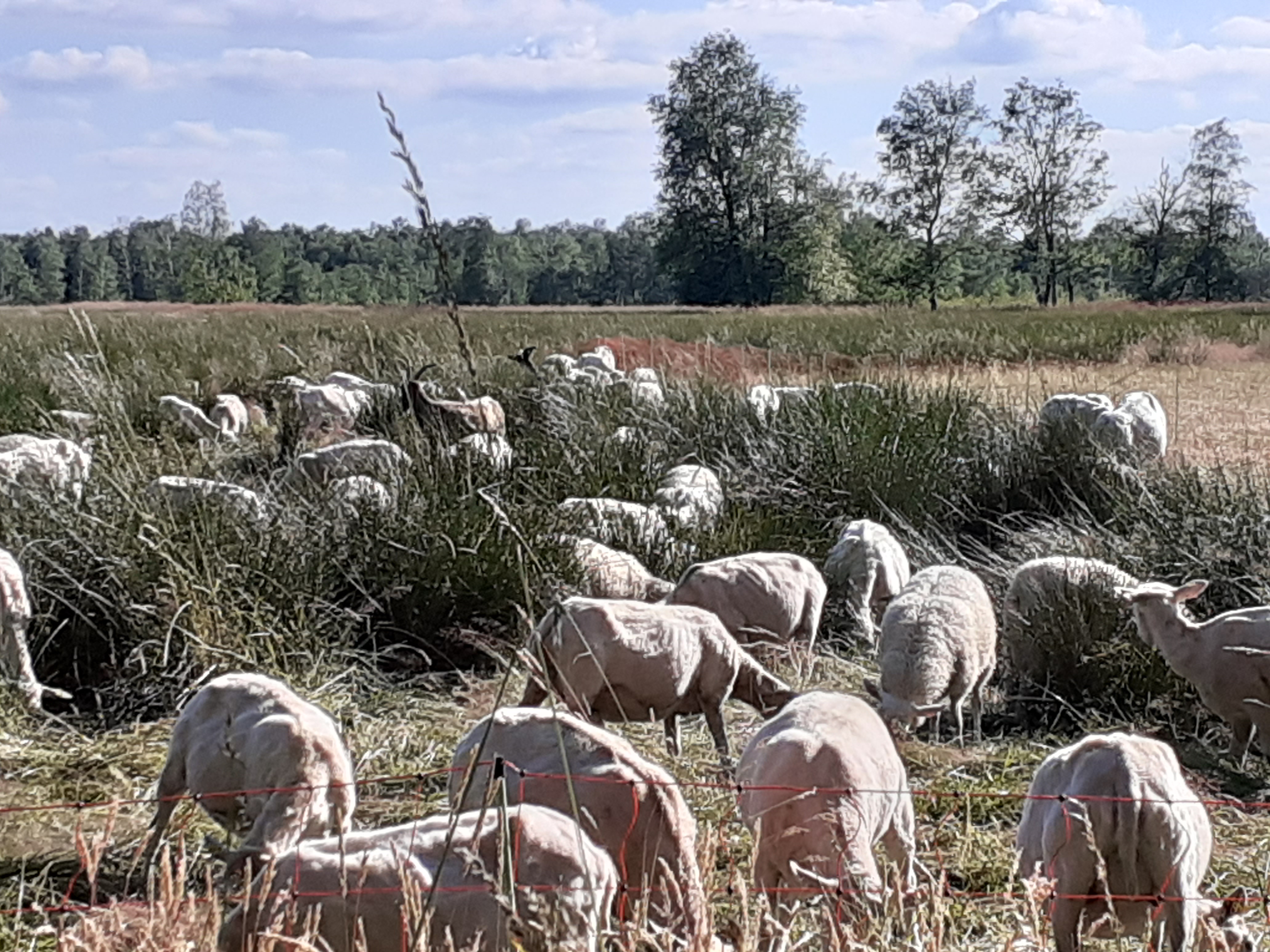 Point fort 3 sur l’itinéraire Bikemap « Eidertal und Dosenmoor » Point fort 3 sur l’itinéraire Bikemap « Eidertal und Dosenmoor »