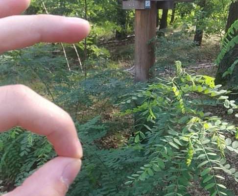 Foto 2 der Bikemap-Route "Dookoła Kampinoskiego Parku Narodowego w 10h" Foto 2 der Bikemap-Route "Dookoła Kampinoskiego Parku Narodowego w 10h"