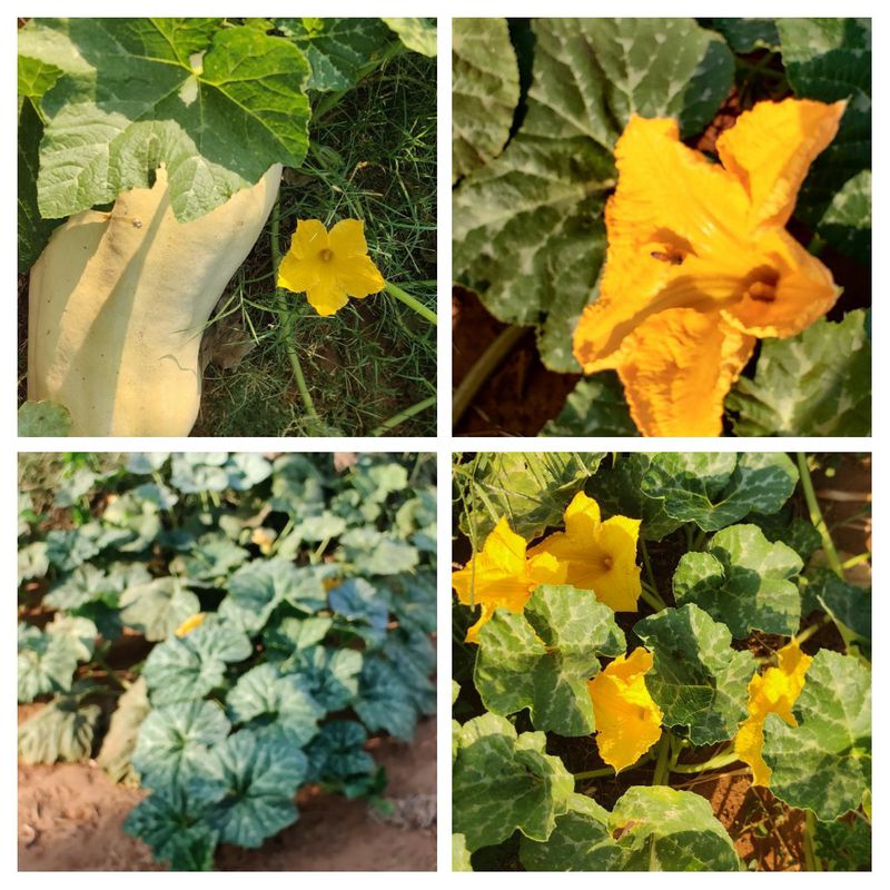 בורוכוב 14, הוד השרון to ארלוזורוב 22, הוד השרון