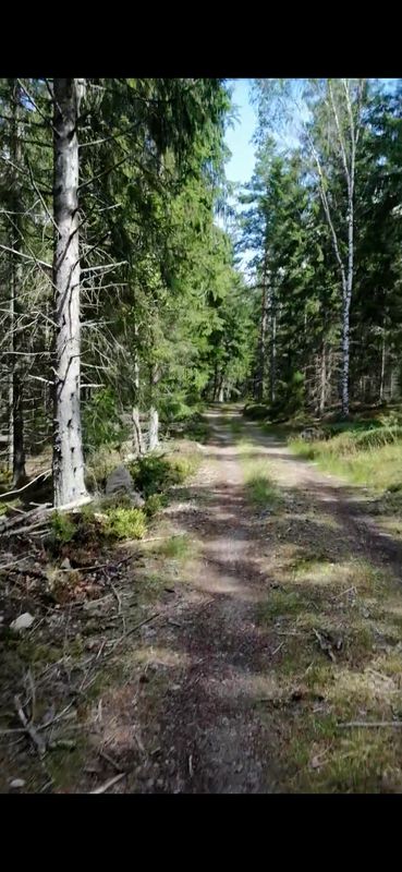 Nordic Woods, mooie route door het bos over gravelpaden