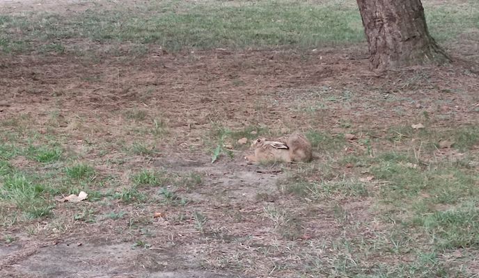 Zdjęcie 1 trasy Bikemap „Seepark 24, Heringsdorf nach Seepark 23, Heringsdorf”