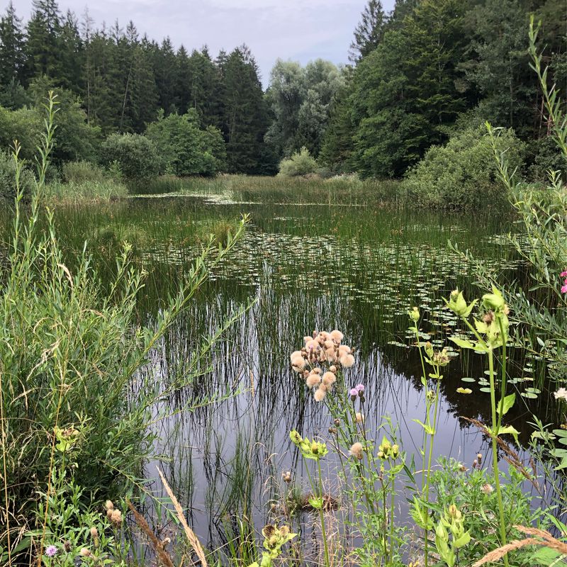 Bei Hitze durch den Wald
