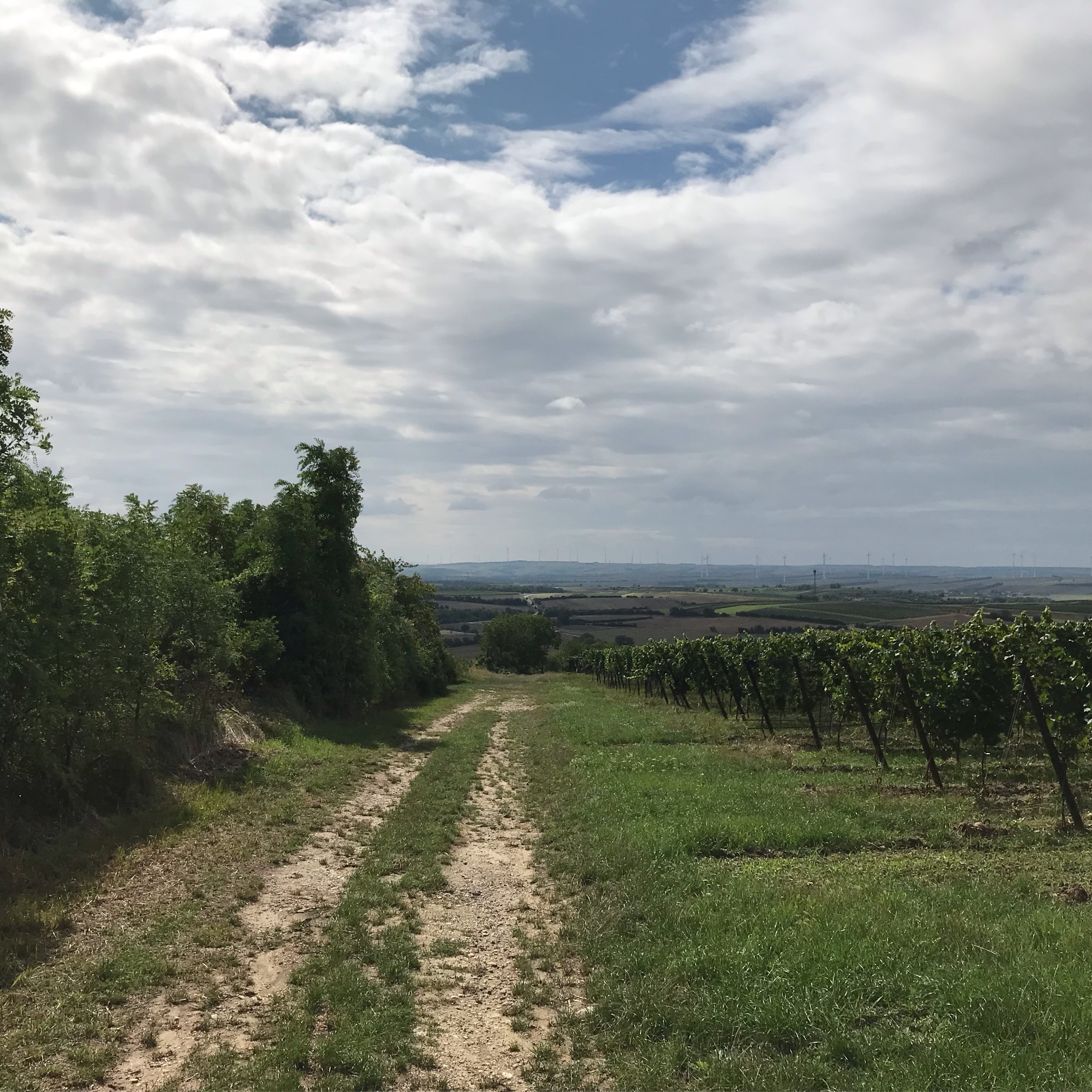 Herrnbaumgarten-Tennauwaldrunde