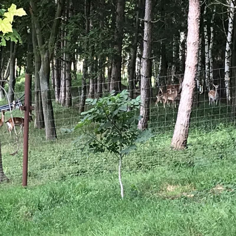 Herrnbaumgarten-Tennauwaldrunde