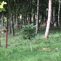 Herrnbaumgarten-Tennauwaldrunde