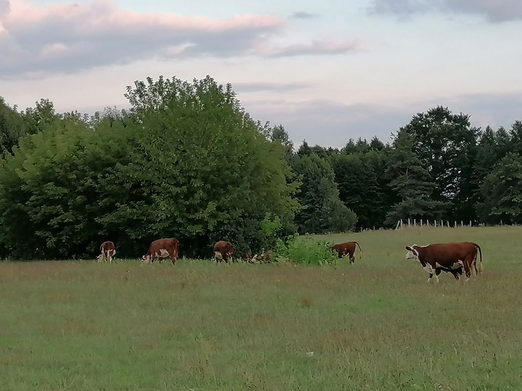 Młynarze Rolna - Ogony - Nad Narwią - Sieluń - Młynarze Rolna