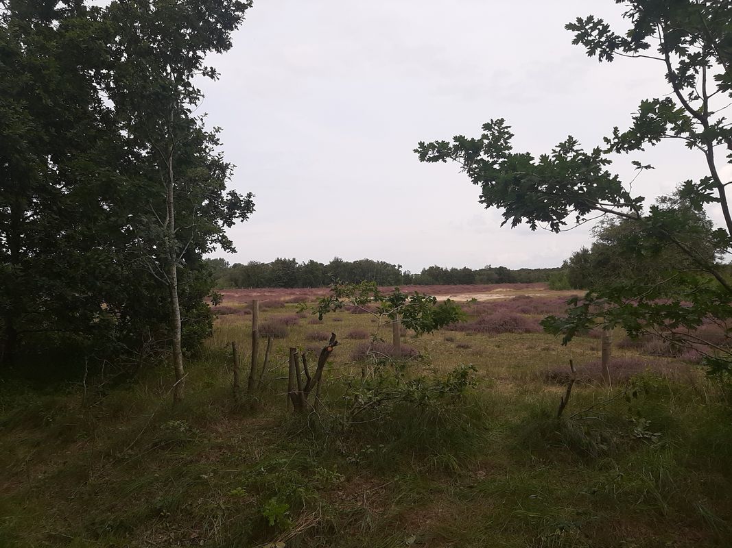 Laone 10, Renesse nach Hogezoom 184, Renesse