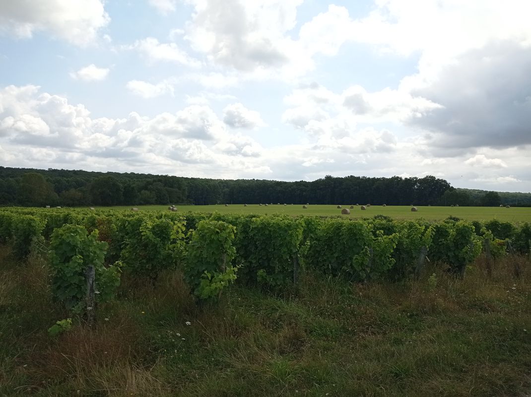 Saint Aignan - Châteauvieux - Saint Aignan par vignes, forêts et champs