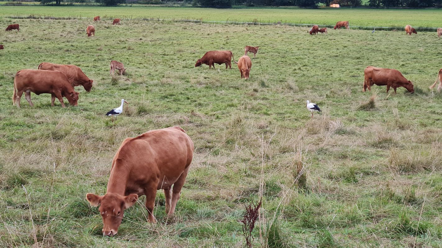 AH Heiligenberg Route ohne Friedwald