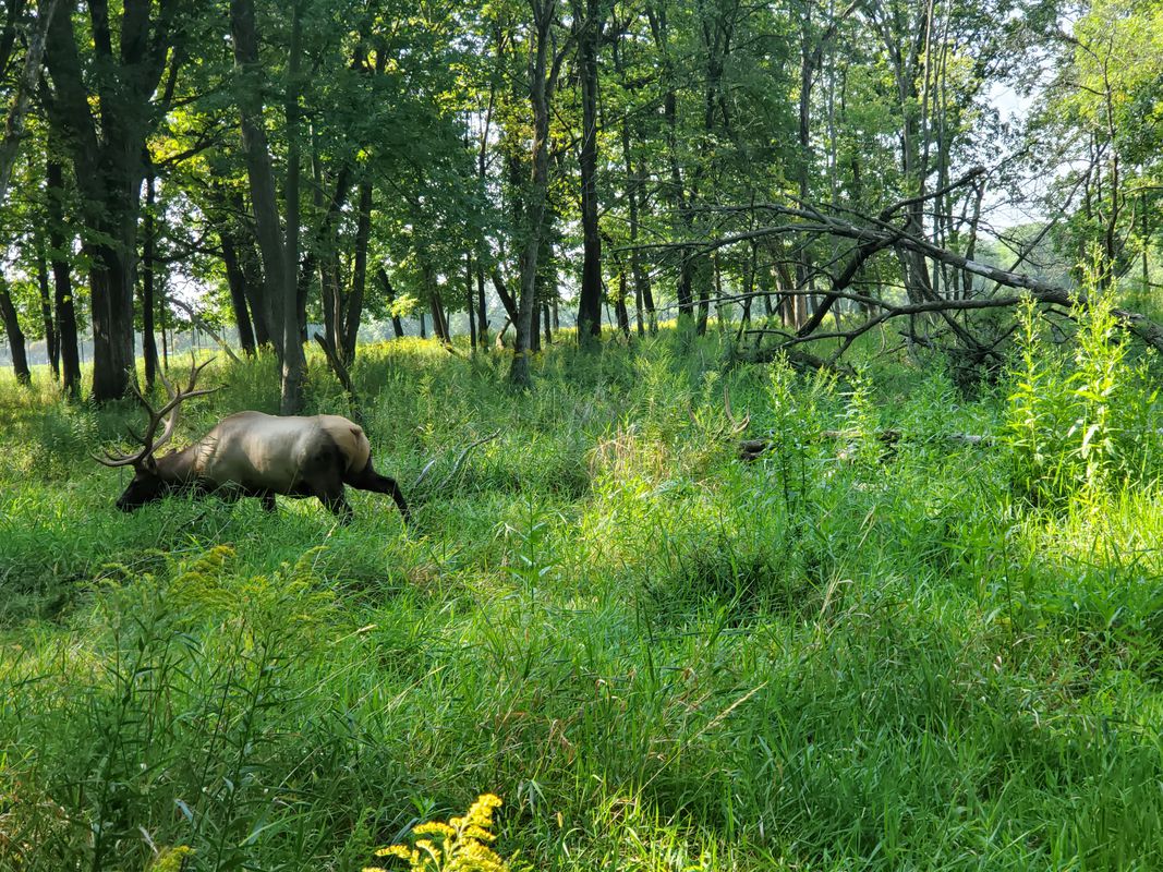 Let's Elk!