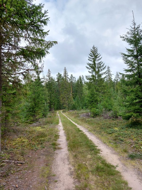 Aegviidu - Valgehobusemäe