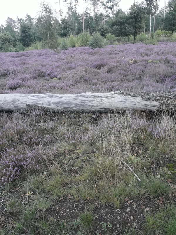 Unnamed Road, Bad Liebenwerda nach Schulstraße 34, Bad Liebenwerda