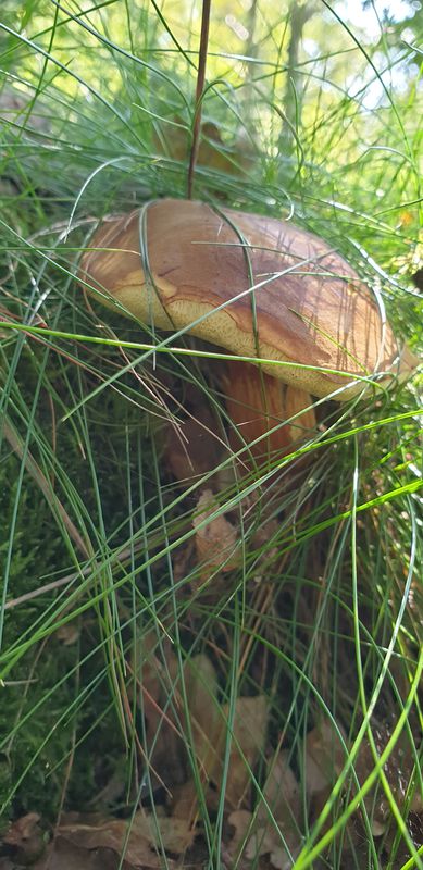 Bergstedter Chaussee 235, Hamburg nach Plaggenweg 3, Hamburg