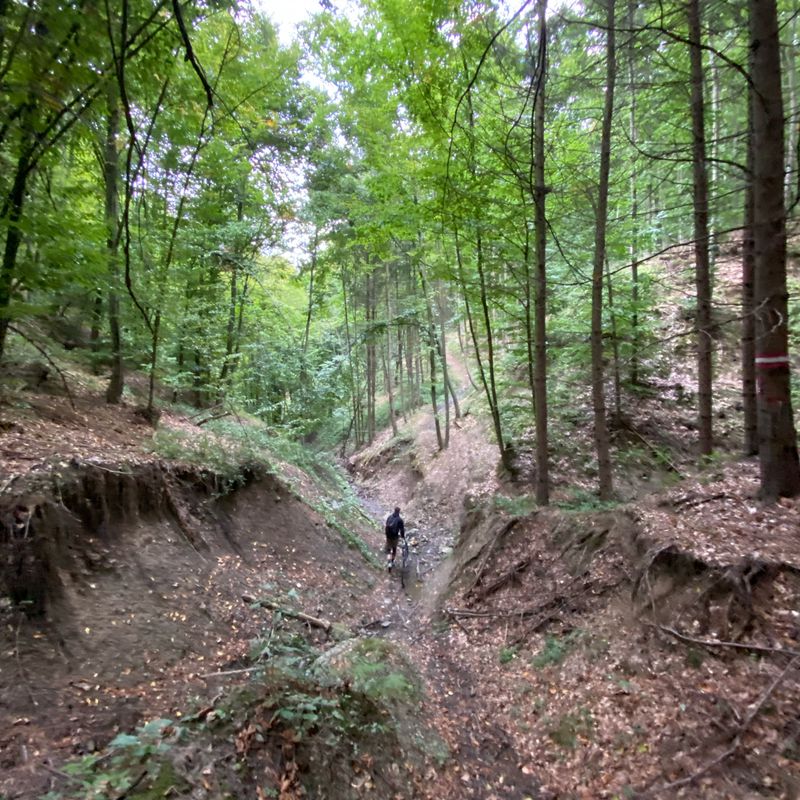 bacau - luizi calugara - cataleya - baltata - sarata - bacau . Contine portiuni off-trail